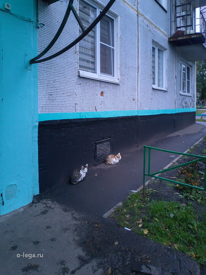 Котя и Мотя