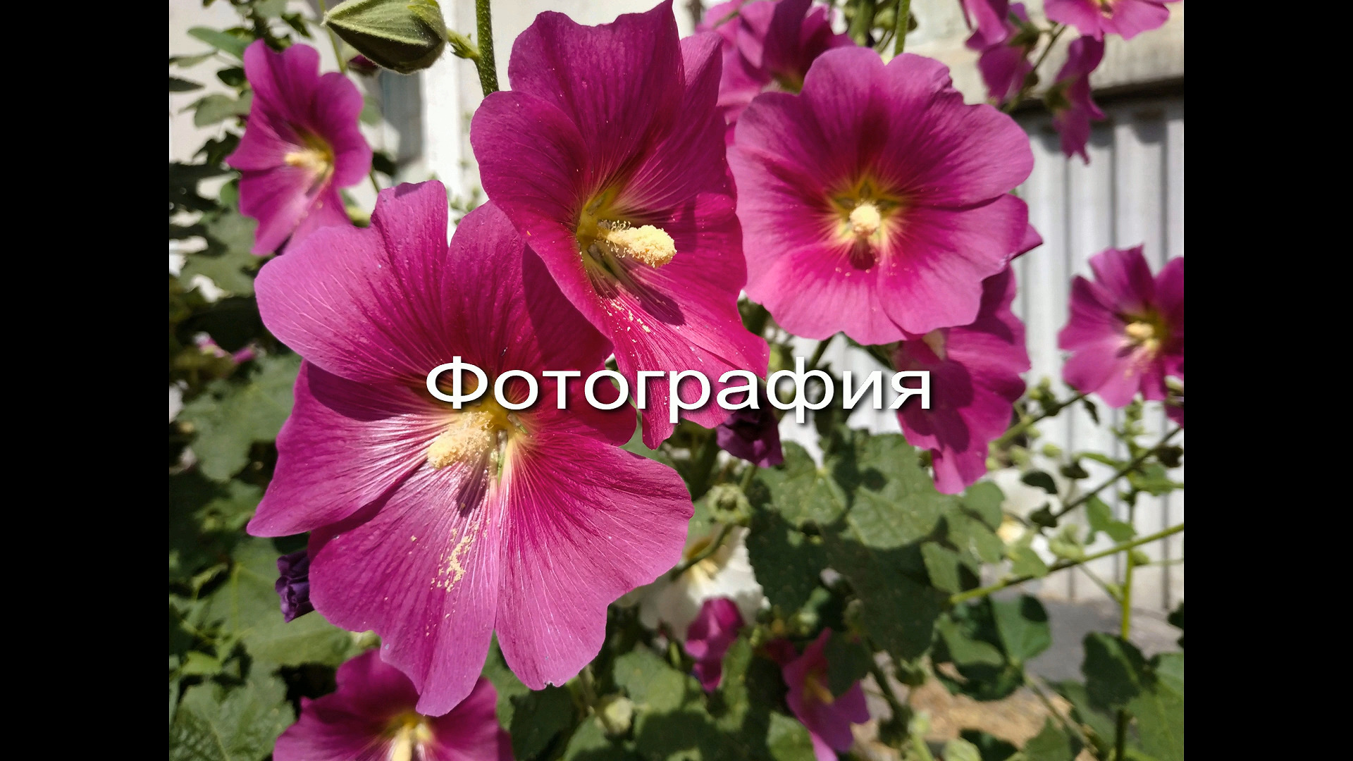 Фотография заставка