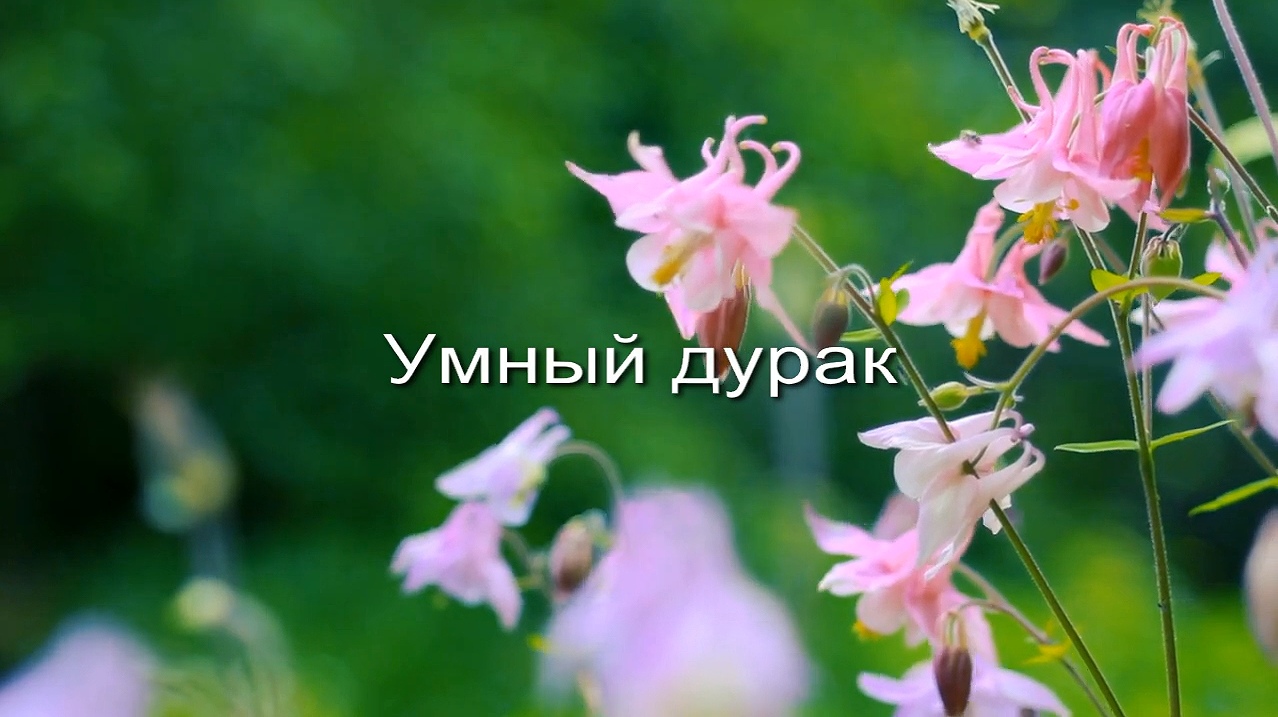 Умный дурак заставка