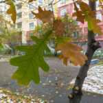 2025-10-07_002