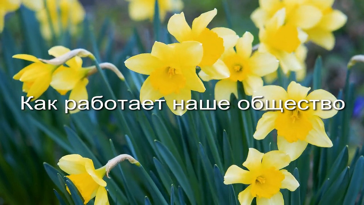 Как работает наше общество заставка