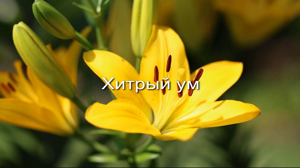 Хитрый ум заставка