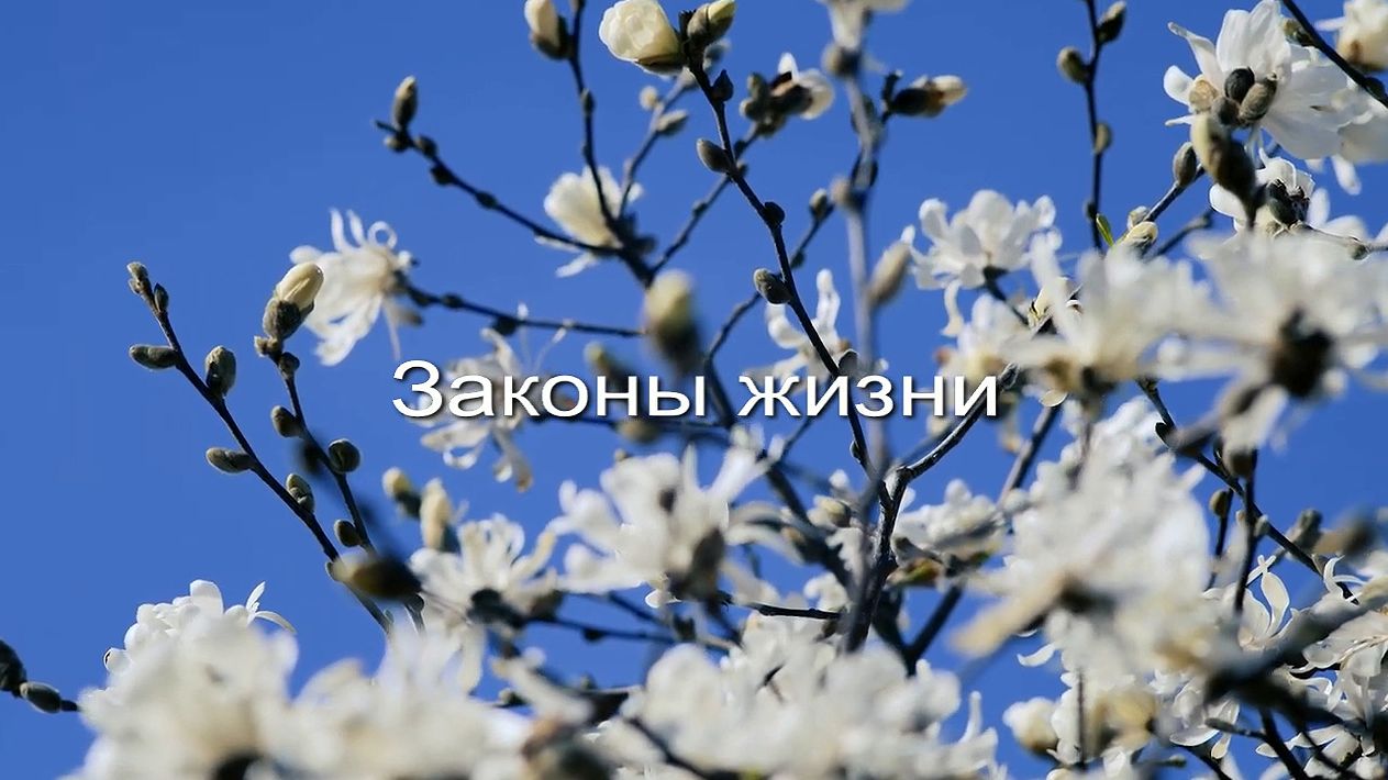Законы жизни заставка