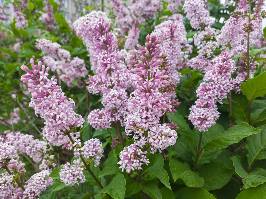 2026-06-08_002