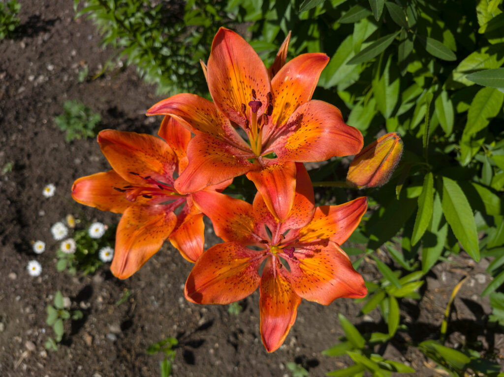 2026-06-19_003
