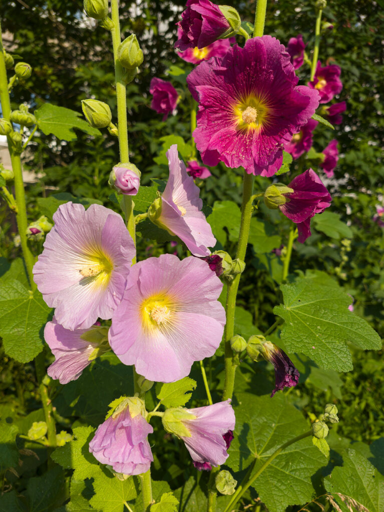 2026-07-10_002