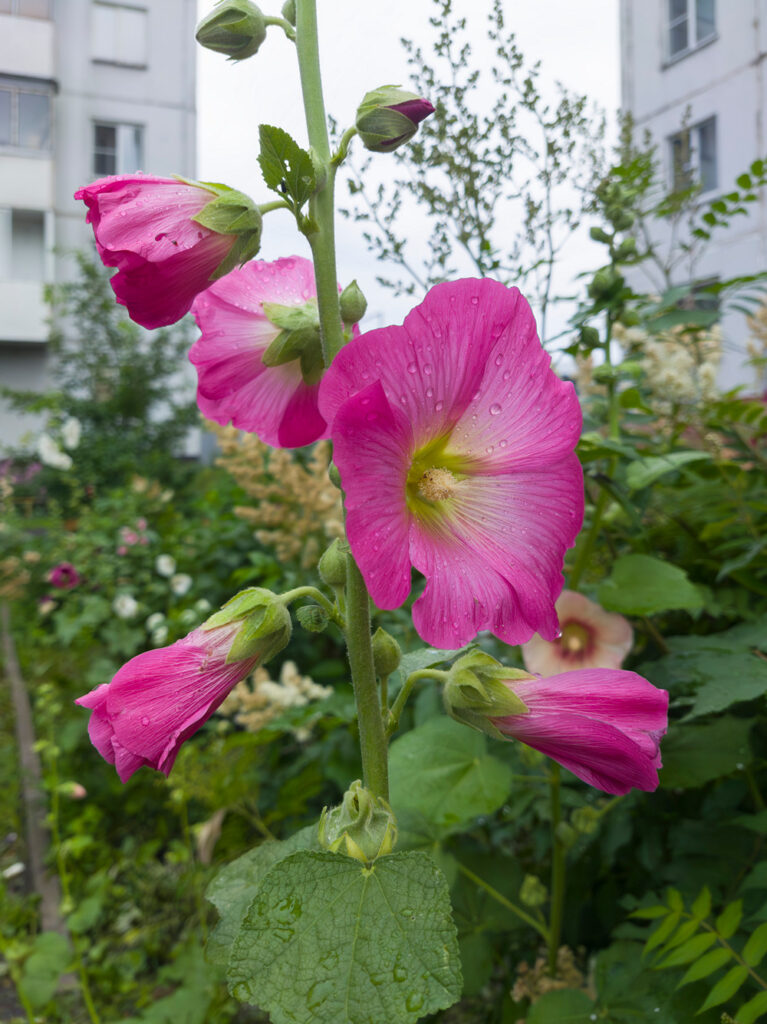 2026-07-11_001