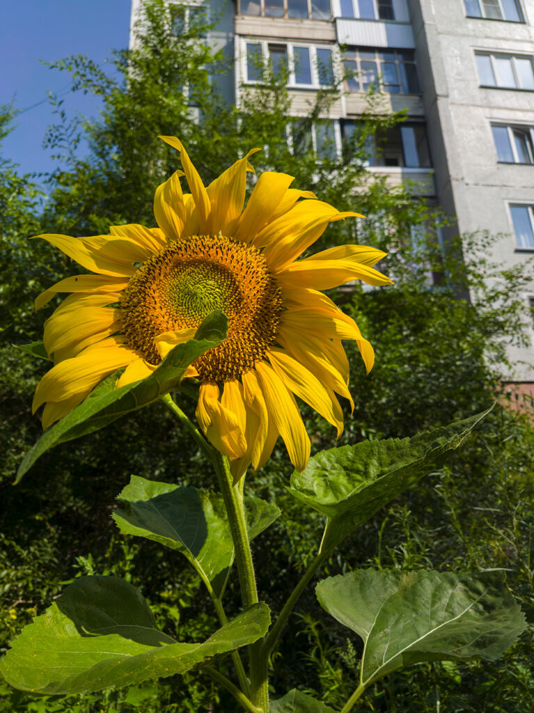 2026-07-13_003