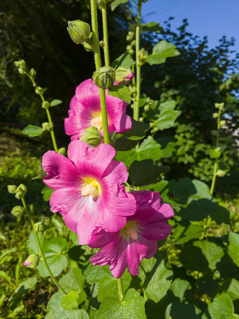 2026-07-15_001