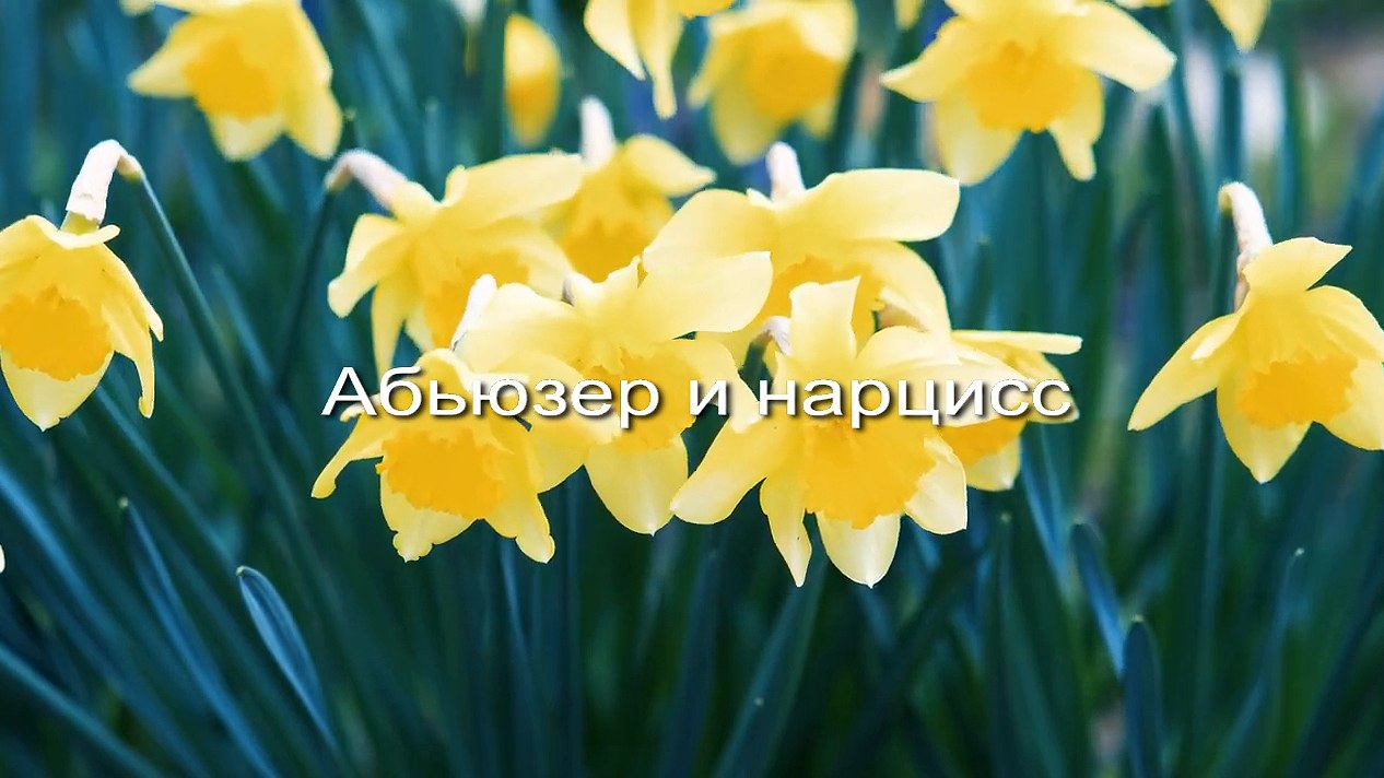Абьюзер и нарцисс заставка